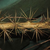 Pereskia aculeata Mill.